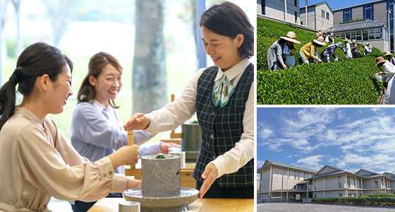 福寿園 CHA遊学パーク 新茶初摘み　特別限定体験チケット福袋