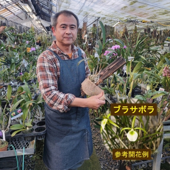 【1月16日(金)】＜らんの家TSUTSUMI / 堤研二＞ブラサボラの板付（ネギリーフ）