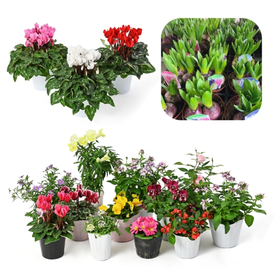 【お届け専用】スタッフ厳選！花苗・花鉢福袋