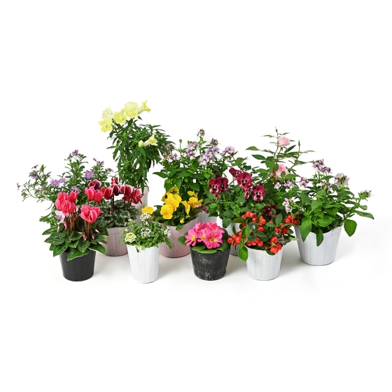 お届け専用】スタッフ厳選！花苗・花鉢福袋 - 京阪百貨店オンラインストア