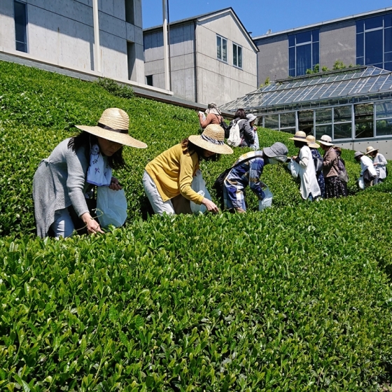 【守口店受取】福寿園　ＣＨＡ遊学パーク　新茶初摘み＆石臼体験　特別限定体験チケット福袋