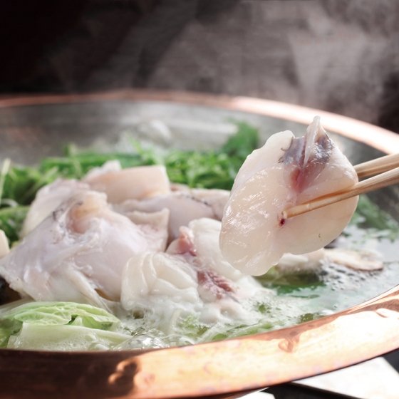 陸上養殖 巨大とらふぐ