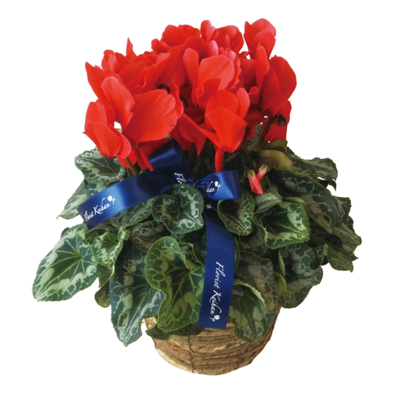 シクラメン5号 赤・ピンク系 バスケット入