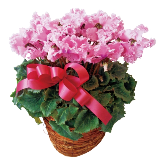 シクラメンフリンジ咲き6号 ピンク系バスケット入