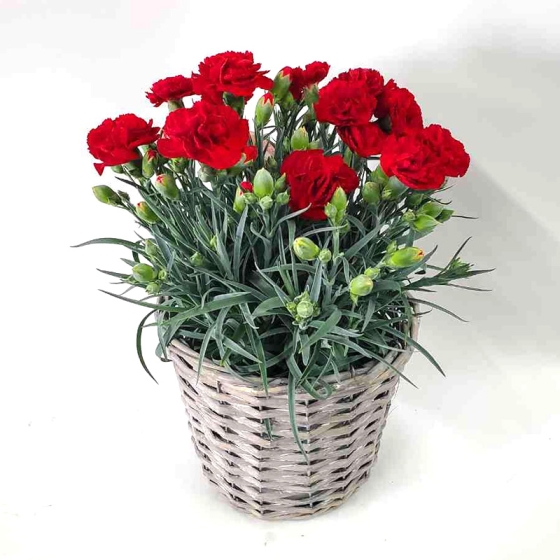 カーネーション レッド