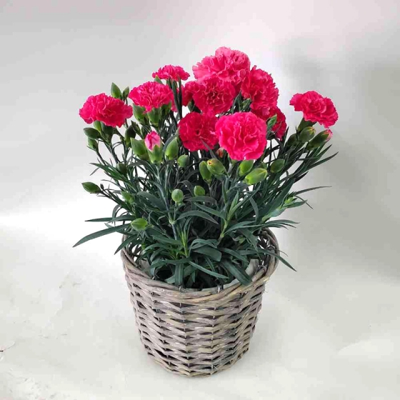 カーネーション ピンク