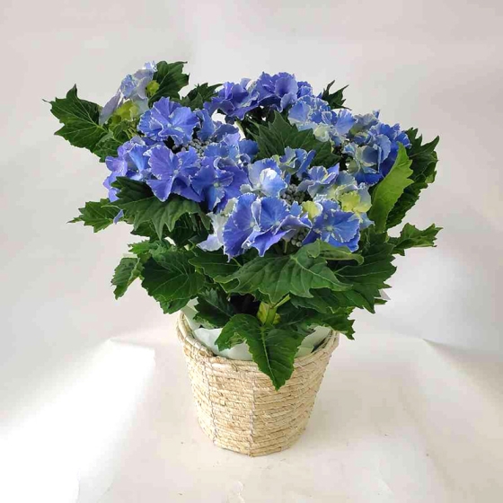 アジサイ ブルー