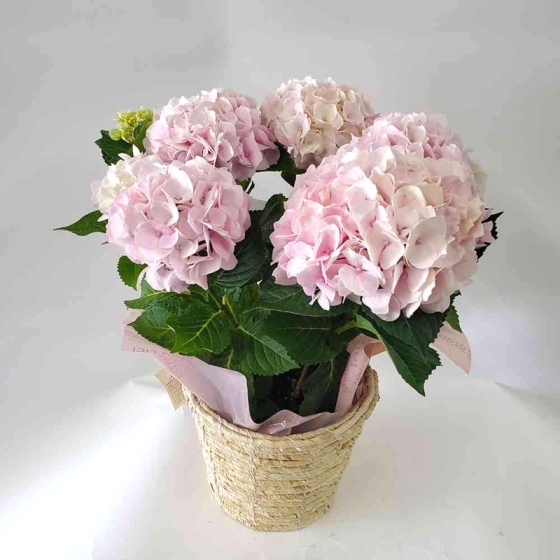 アジサイ ピンク